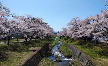 花見